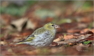 <p>ČÍŽEK LESNÍ (Carduelis spinus) /Eurasian siskin - Erlenzeisig/</p>